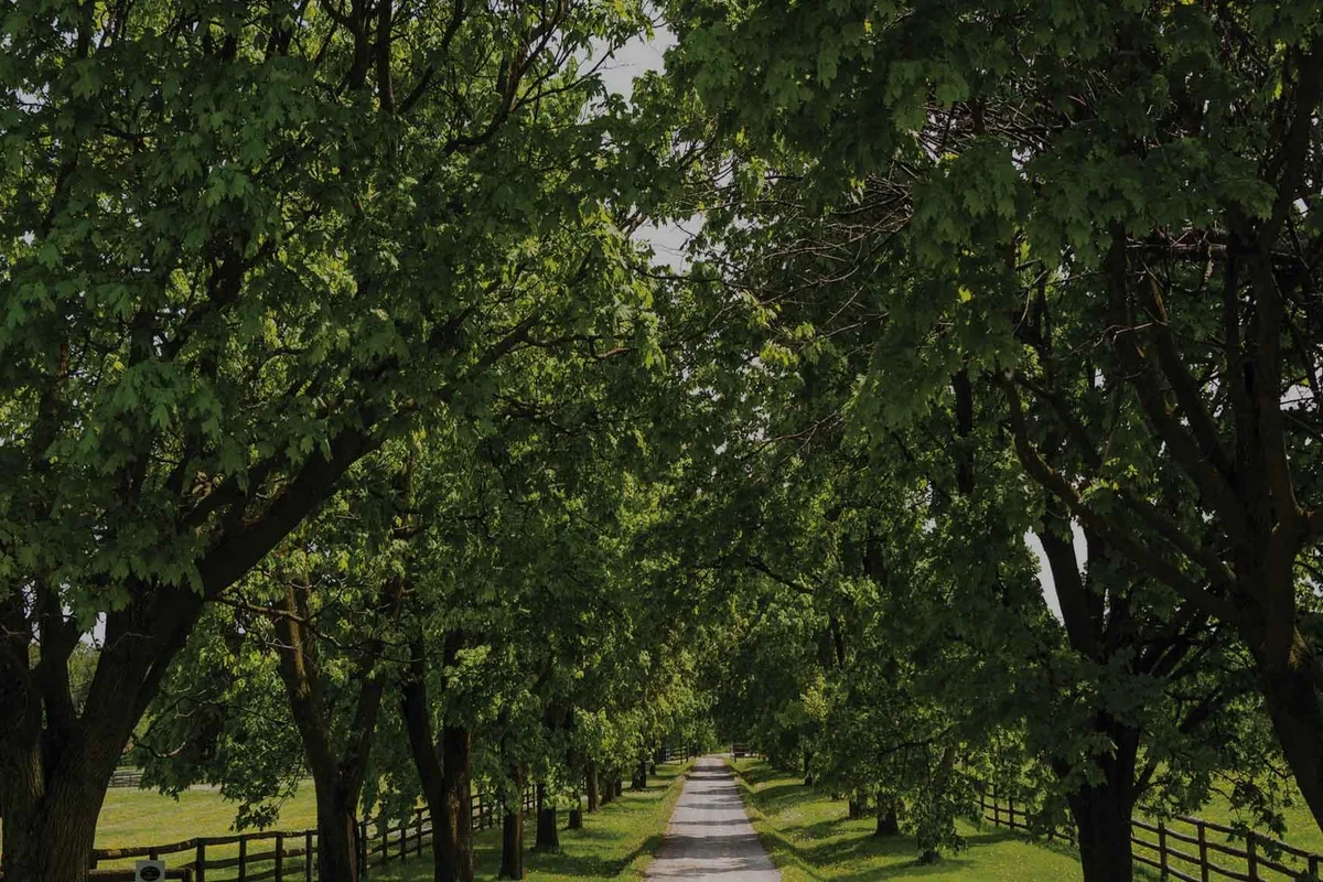 The Valleys of Thornhill — exterior streetscape rendering of freehold townhomes